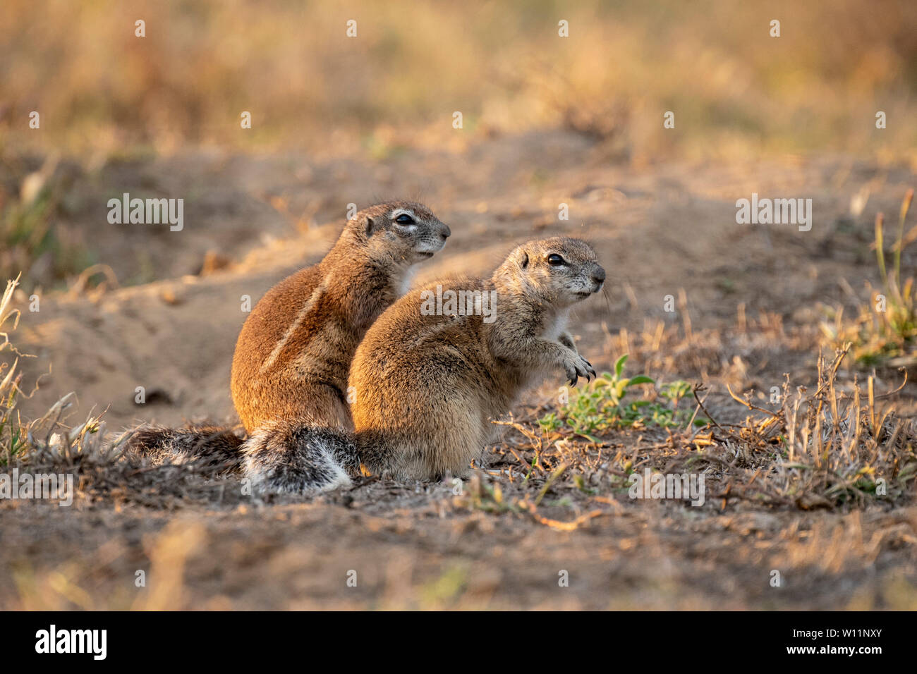 Le spermophile, HA83 inauris, Mountain Zebra National Park, Afrique du Sud Banque D'Images