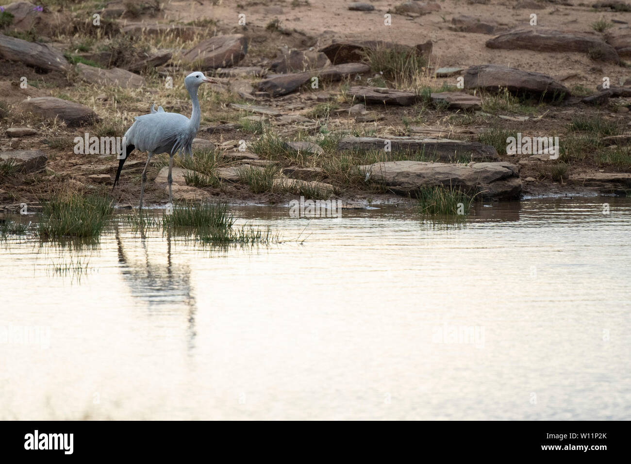 Anthropoides paradiseus, Blue Crane, Mountain Zebra National Park, Afrique du Sud Banque D'Images