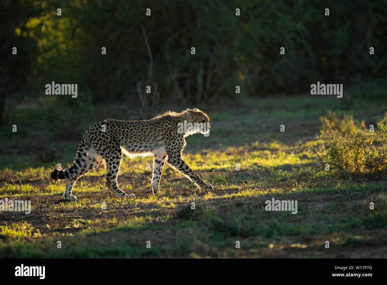 Le guépard, Acinonyx jubatus, Samara Game Reserve, Afrique du Sud Banque D'Images
