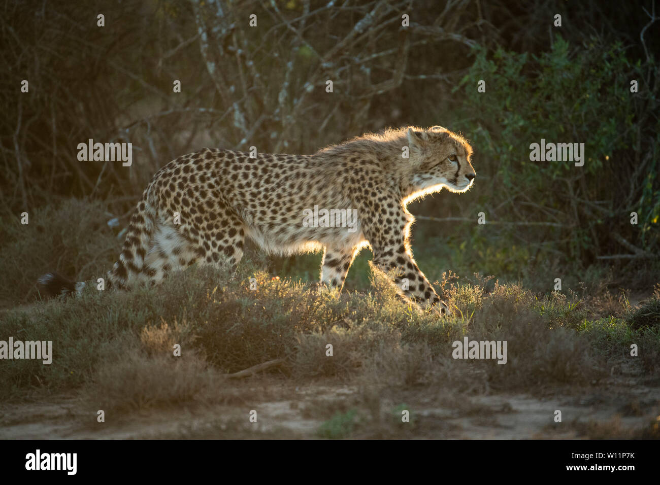 Le guépard, Acinonyx jubatus, Samara Game Reserve, Afrique du Sud Banque D'Images
