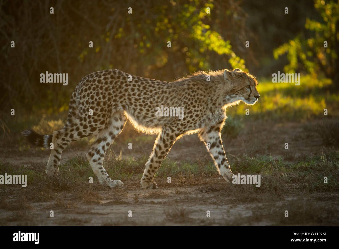 Le guépard, Acinonyx jubatus, Samara Game Reserve, Afrique du Sud Banque D'Images