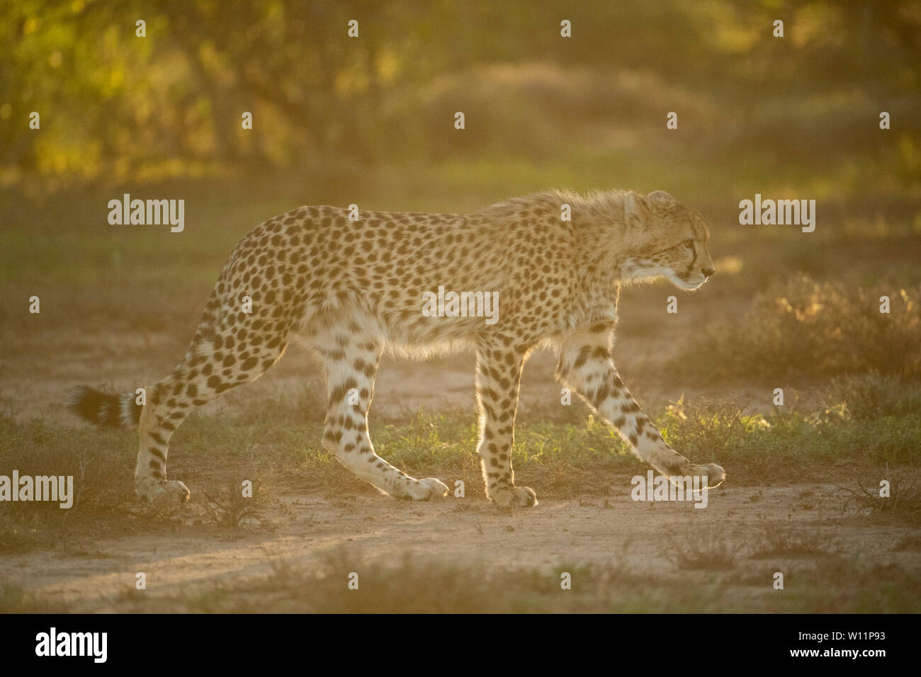 Le guépard, Acinonyx jubatus, Samara Game Reserve, Afrique du Sud Banque D'Images