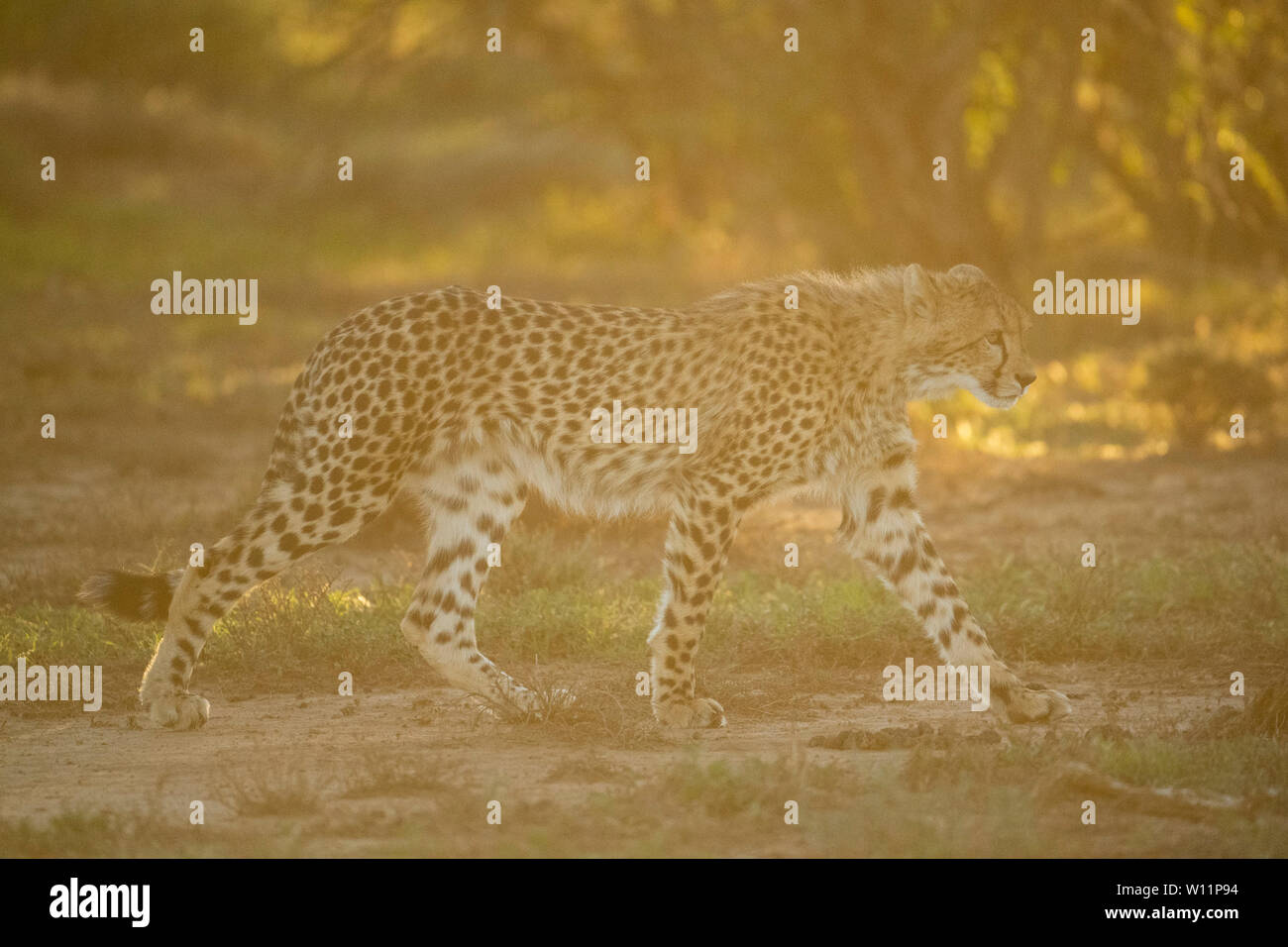 Le guépard, Acinonyx jubatus, Samara Game Reserve, Afrique du Sud Banque D'Images