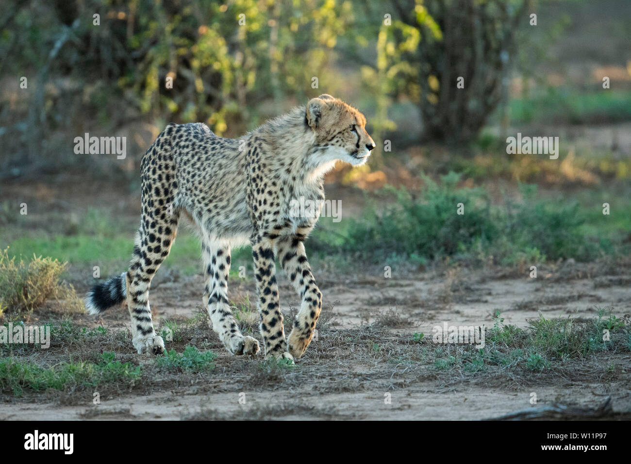Le guépard, Acinonyx jubatus, Samara Game Reserve, Afrique du Sud Banque D'Images