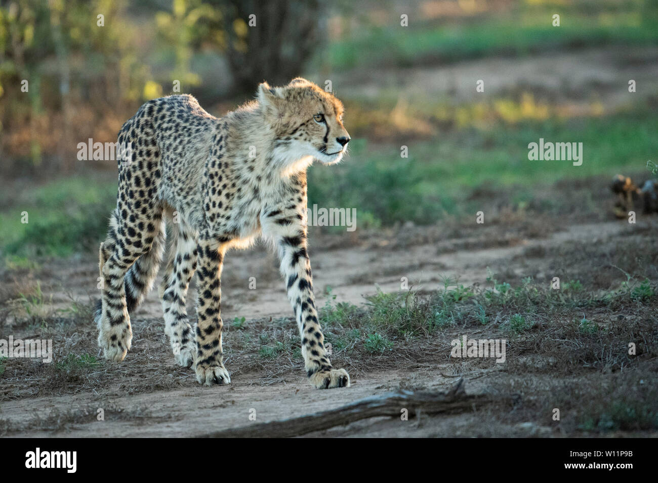 Le guépard, Acinonyx jubatus, Samara Game Reserve, Afrique du Sud Banque D'Images