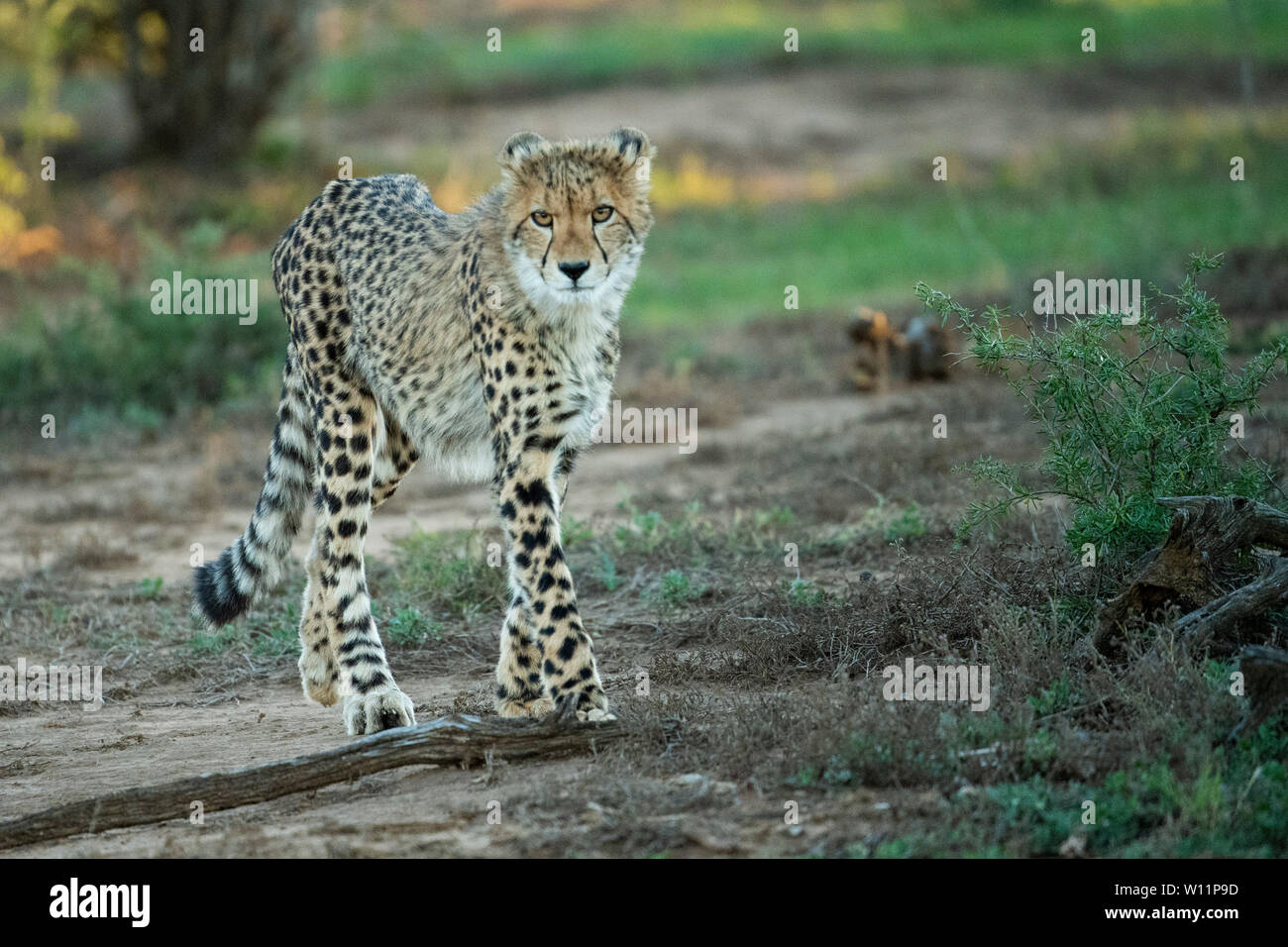Le guépard, Acinonyx jubatus, Samara Game Reserve, Afrique du Sud Banque D'Images