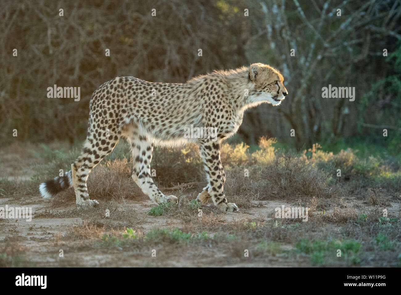 Le guépard, Acinonyx jubatus, Samara Game Reserve, Afrique du Sud Banque D'Images
