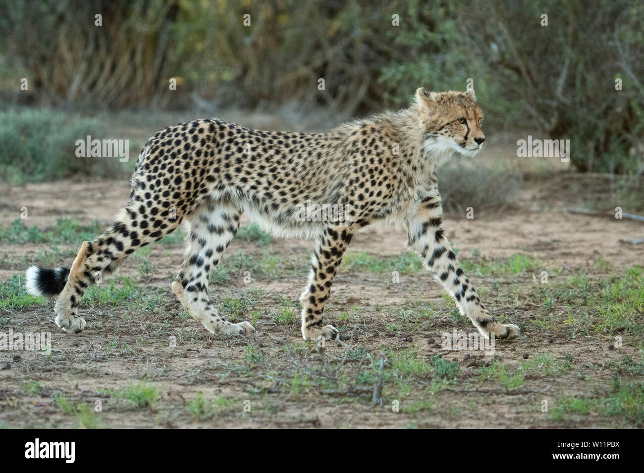 Le guépard, Acinonyx jubatus, Samara Game Reserve, Afrique du Sud Banque D'Images