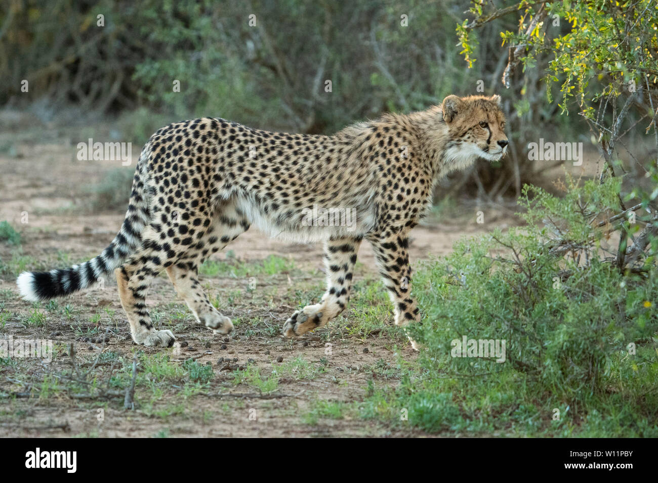 Le guépard, Acinonyx jubatus, Samara Game Reserve, Afrique du Sud Banque D'Images