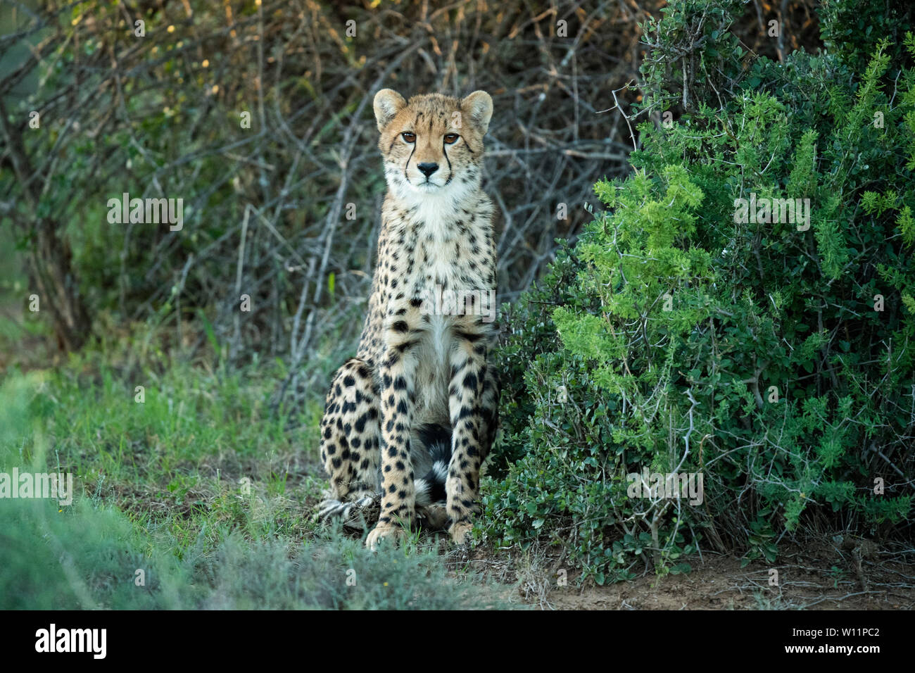 Le guépard, Acinonyx jubatus, Samara Game Reserve, Afrique du Sud Banque D'Images