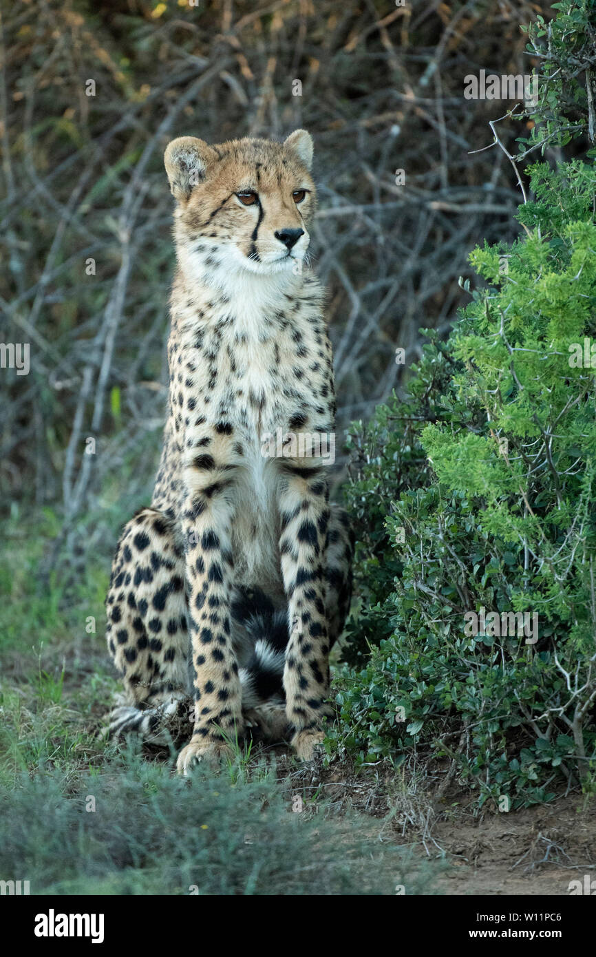Le guépard, Acinonyx jubatus, Samara Game Reserve, Afrique du Sud Banque D'Images