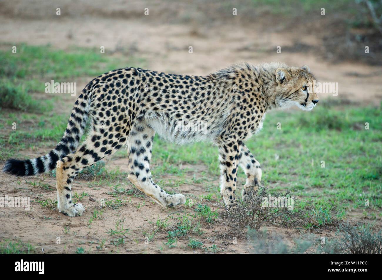 Le guépard, Acinonyx jubatus, Samara Game Reserve, Afrique du Sud Banque D'Images