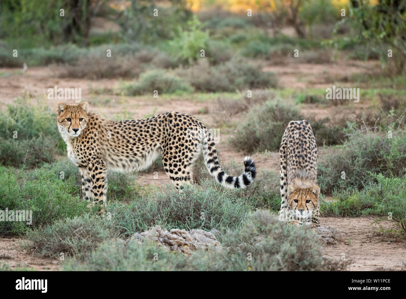 Le guépard, Acinonyx jubatus, Samara Game Reserve, Afrique du Sud Banque D'Images