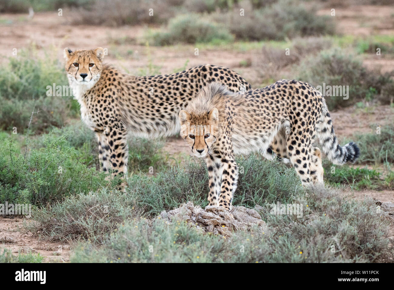 Le guépard, Acinonyx jubatus, Samara Game Reserve, Afrique du Sud Banque D'Images