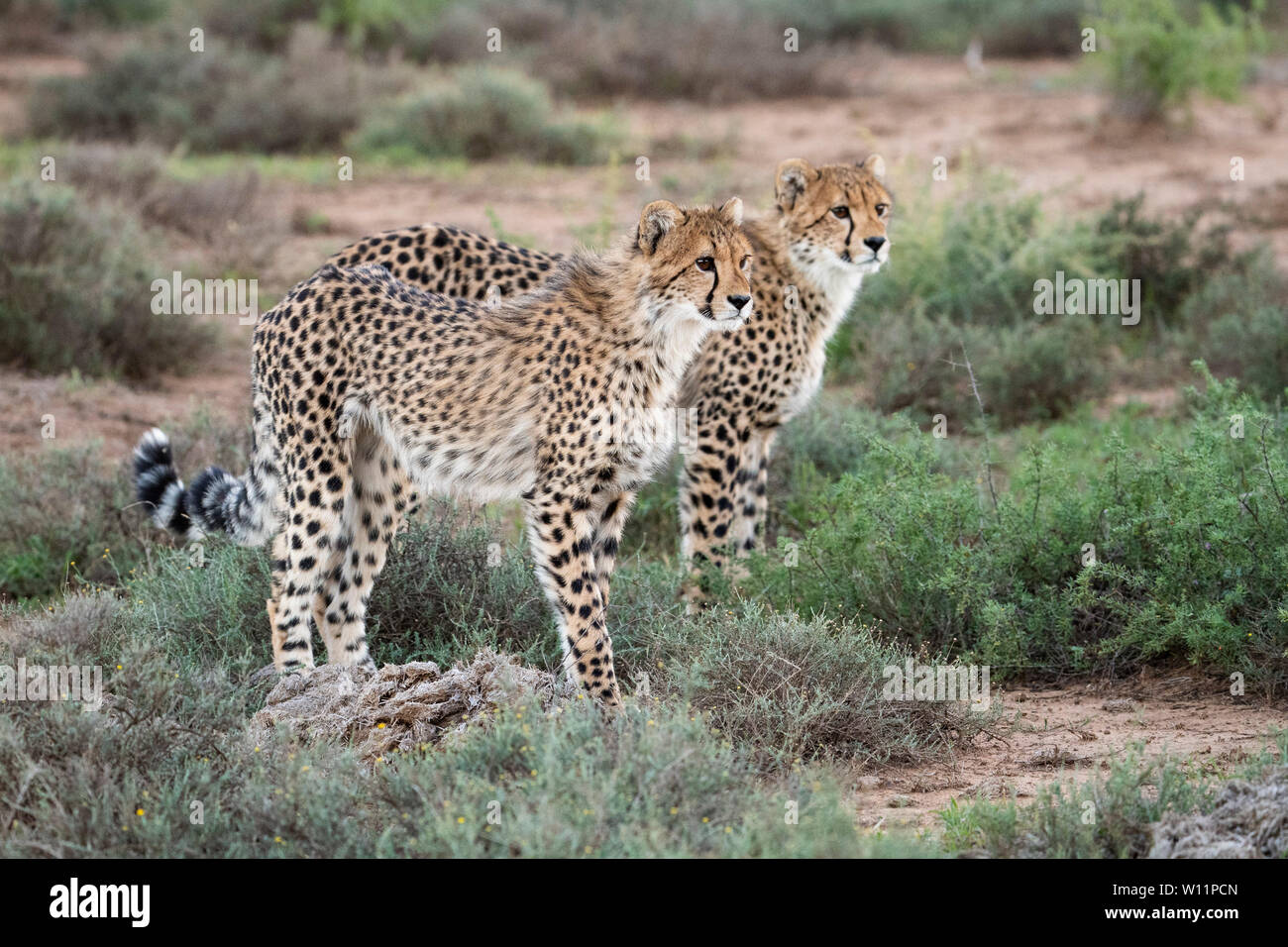 Le guépard, Acinonyx jubatus, Samara Game Reserve, Afrique du Sud Banque D'Images