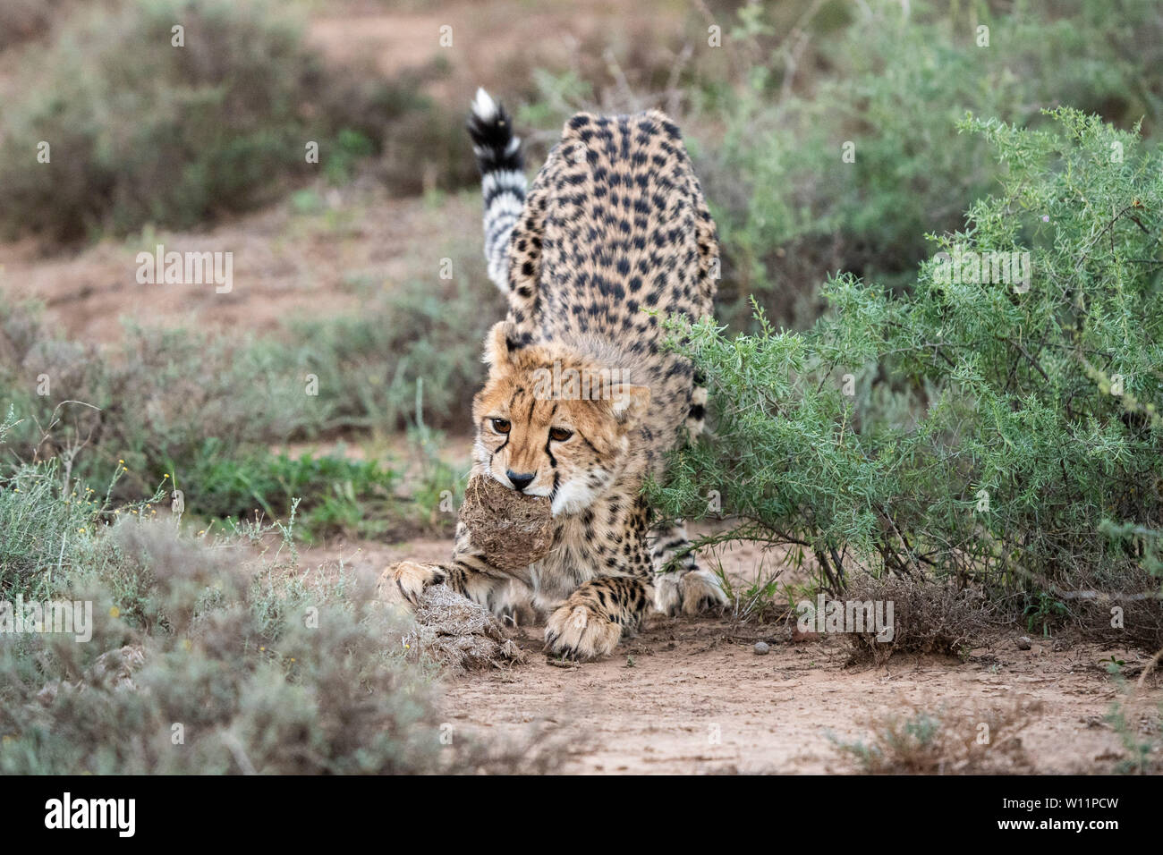 Le guépard, Acinonyx jubatus, Samara Game Reserve, Afrique du Sud Banque D'Images