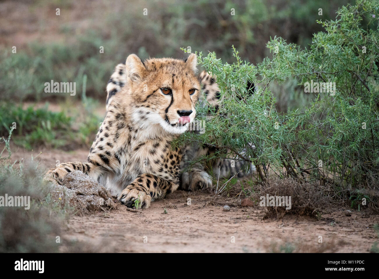 Le guépard, Acinonyx jubatus, Samara Game Reserve, Afrique du Sud Banque D'Images