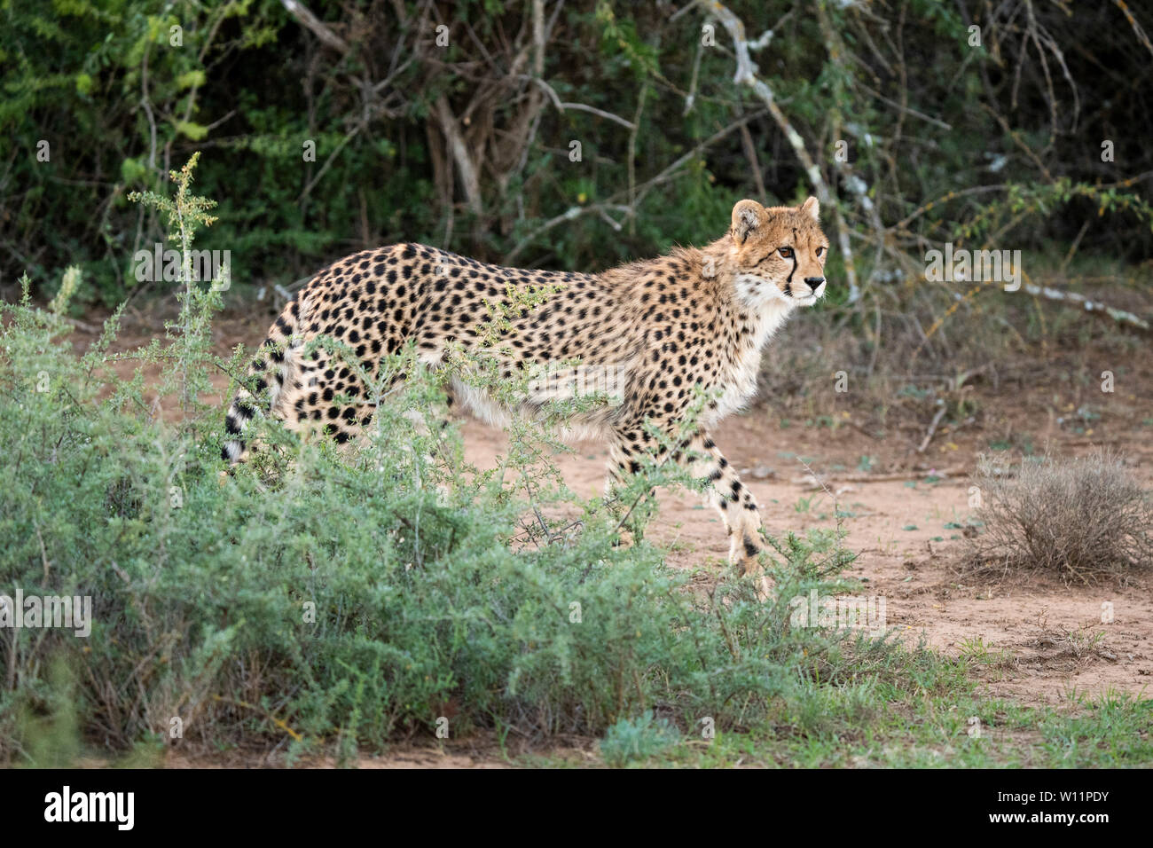 Le guépard, Acinonyx jubatus, Samara Game Reserve, Afrique du Sud Banque D'Images