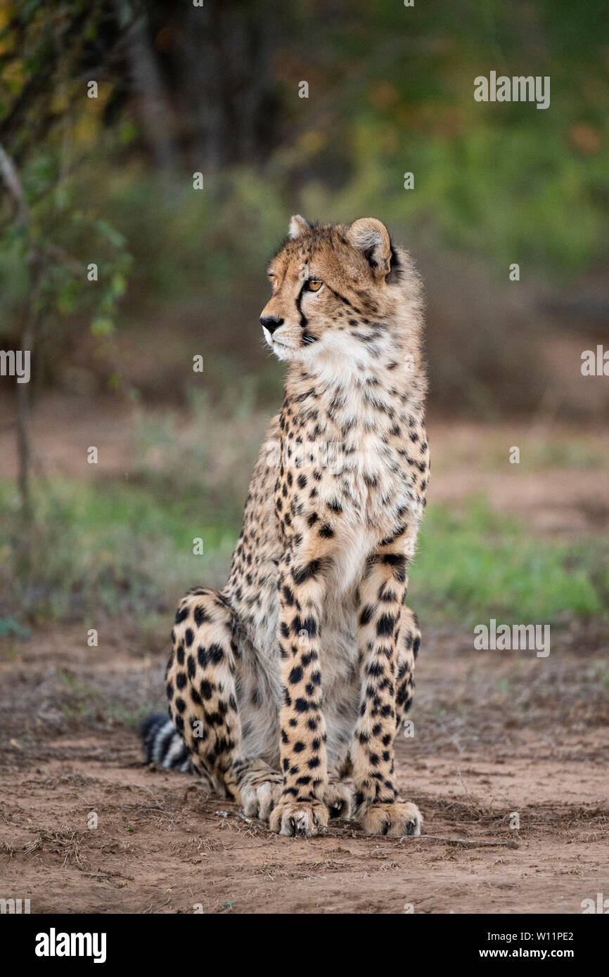 Le guépard, Acinonyx jubatus, Samara Game Reserve, Afrique du Sud Banque D'Images