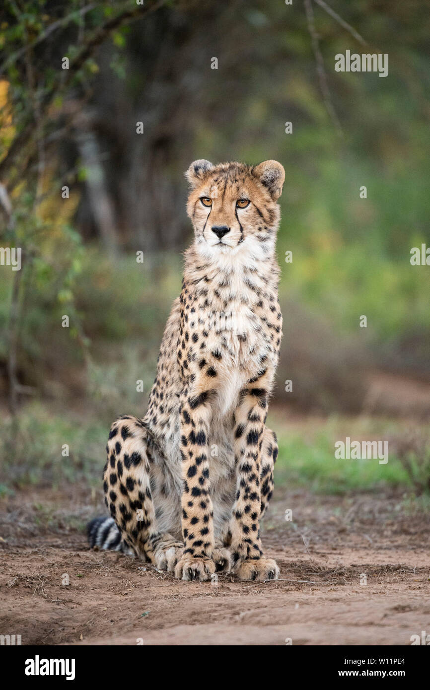 Le guépard, Acinonyx jubatus, Samara Game Reserve, Afrique du Sud Banque D'Images