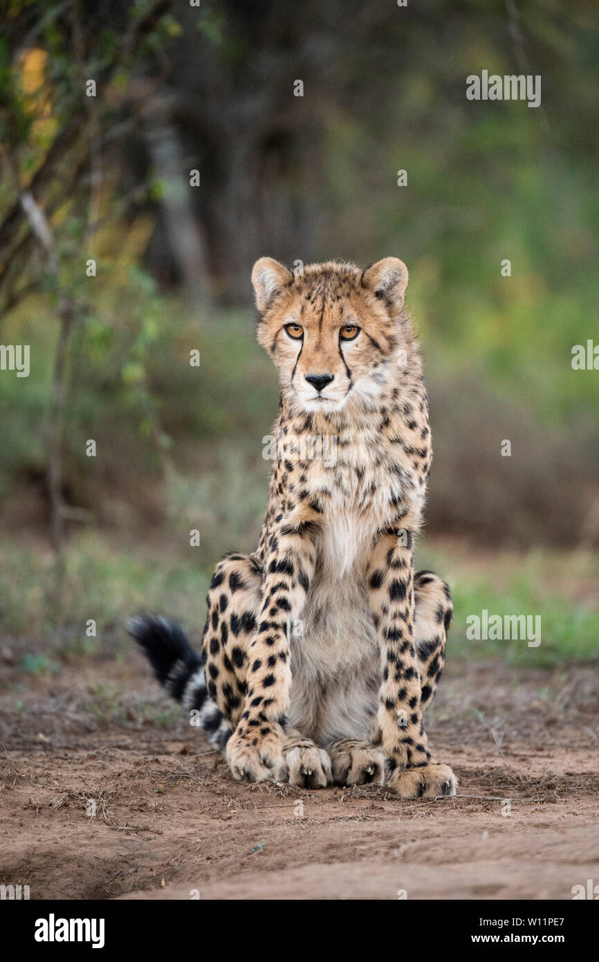 Le guépard, Acinonyx jubatus, Samara Game Reserve, Afrique du Sud Banque D'Images