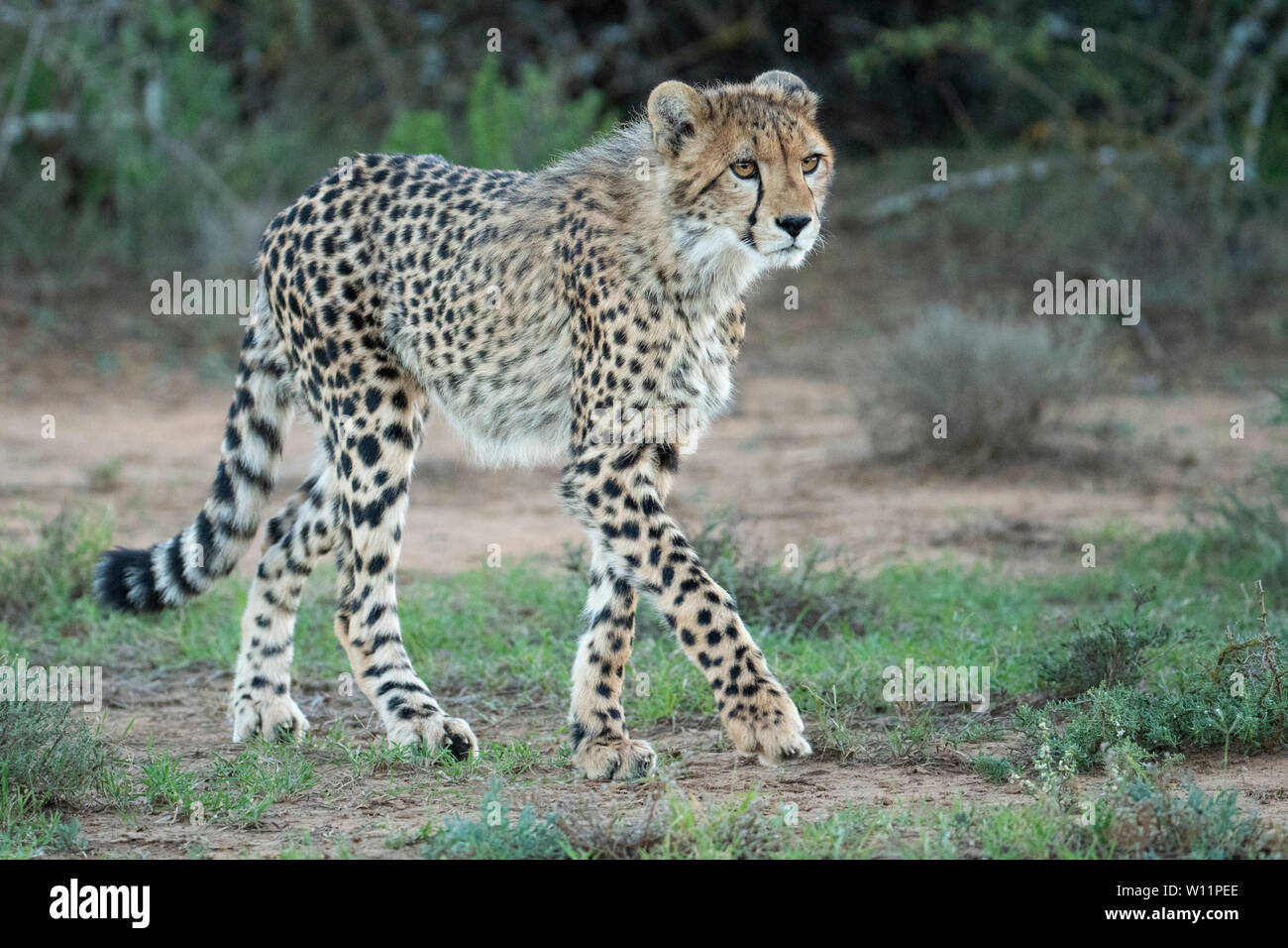 Le guépard, Acinonyx jubatus, Samara Game Reserve, Afrique du Sud Banque D'Images