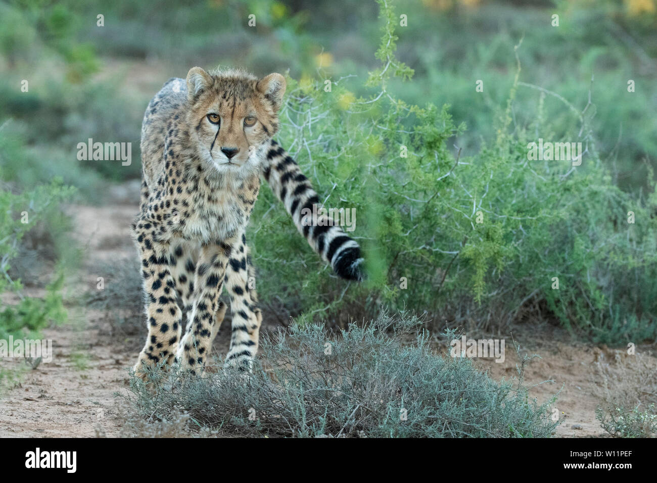 Le guépard, Acinonyx jubatus, Samara Game Reserve, Afrique du Sud Banque D'Images