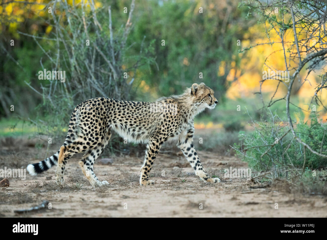 Le guépard, Acinonyx jubatus, Samara Game Reserve, Afrique du Sud Banque D'Images
