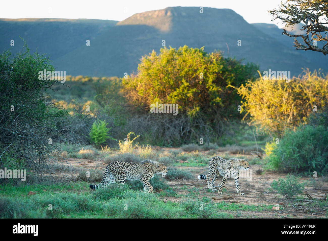 Le guépard, Acinonyx jubatus, Samara Game Reserve, Afrique du Sud Banque D'Images
