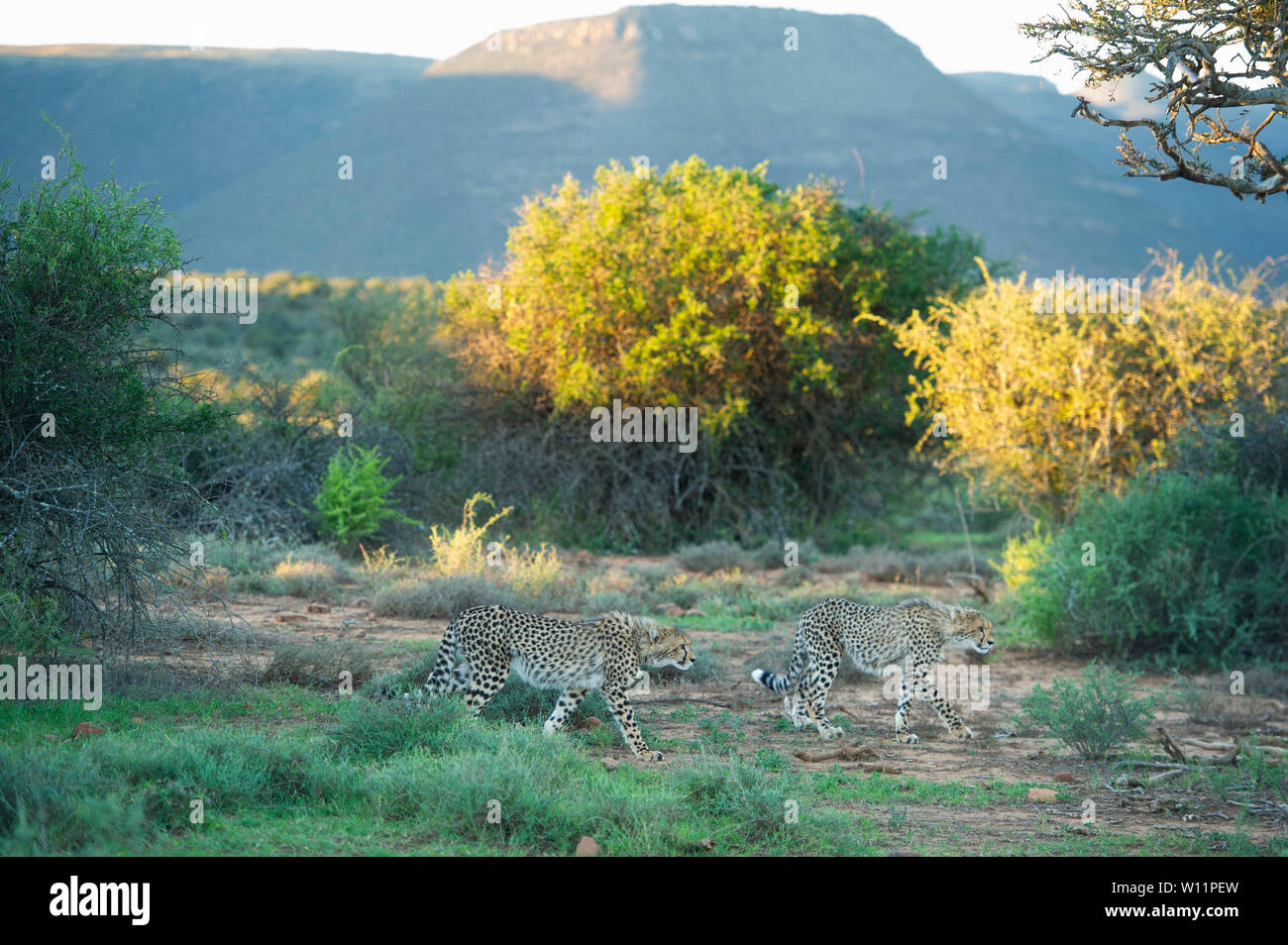 Le guépard, Acinonyx jubatus, Samara Game Reserve, Afrique du Sud Banque D'Images