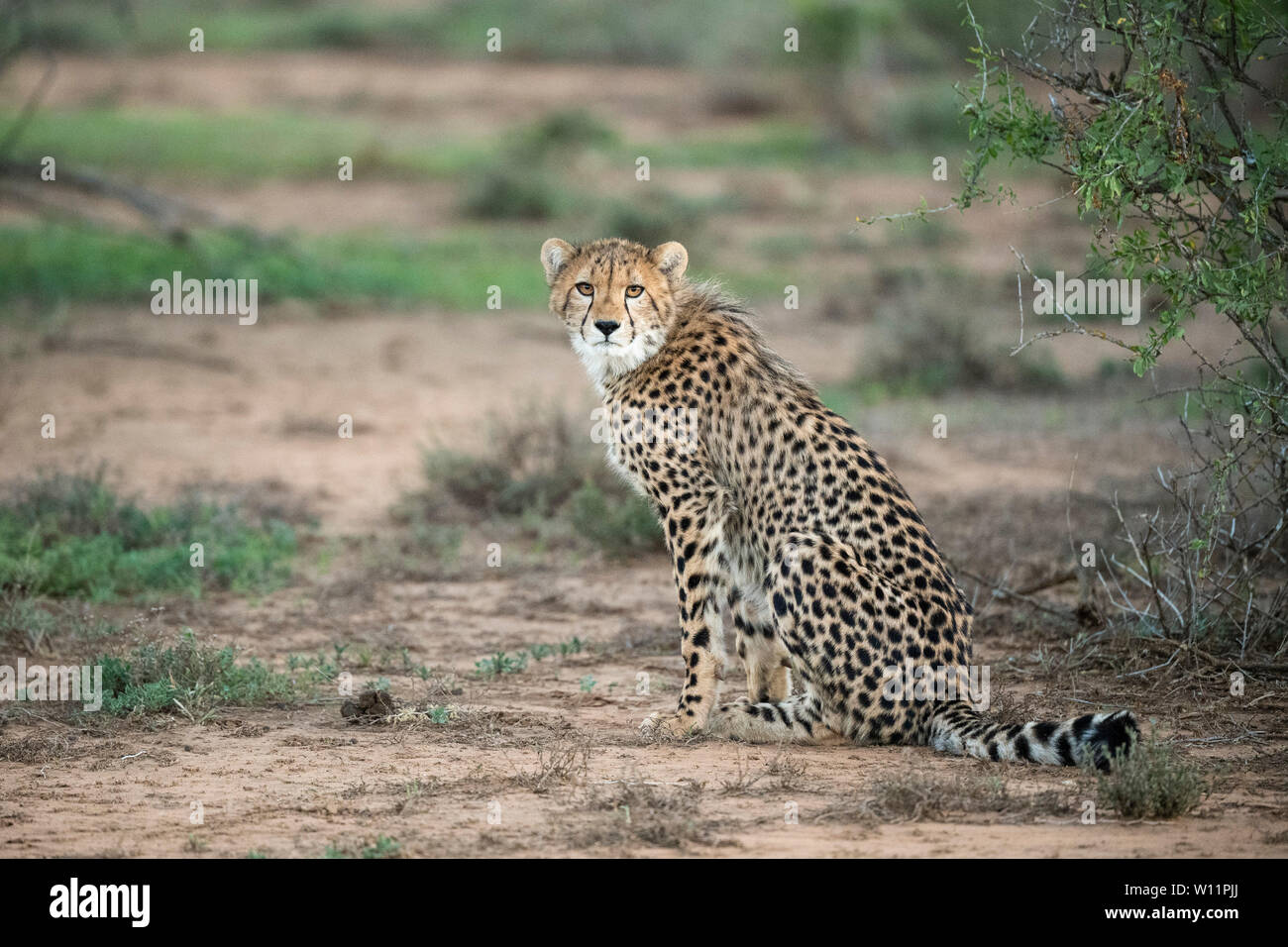 Le guépard, Acinonyx jubatus, Samara Game Reserve, Afrique du Sud Banque D'Images