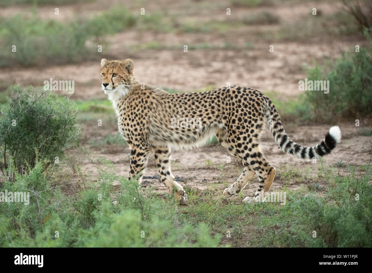 Le guépard, Acinonyx jubatus, Samara Game Reserve, Afrique du Sud Banque D'Images