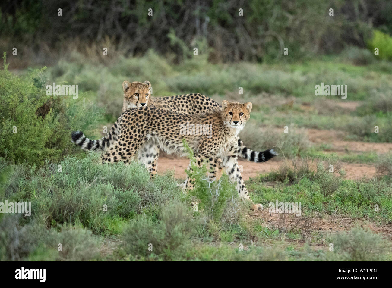 Le guépard, Acinonyx jubatus, Samara Game Reserve, Afrique du Sud Banque D'Images