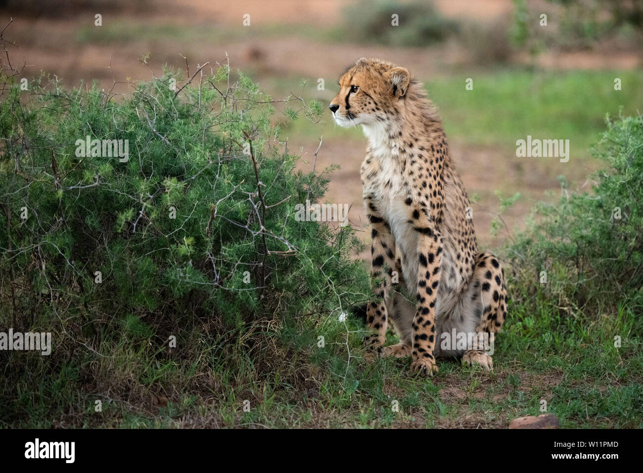 Le guépard, Acinonyx jubatus, Samara Game Reserve, Afrique du Sud Banque D'Images