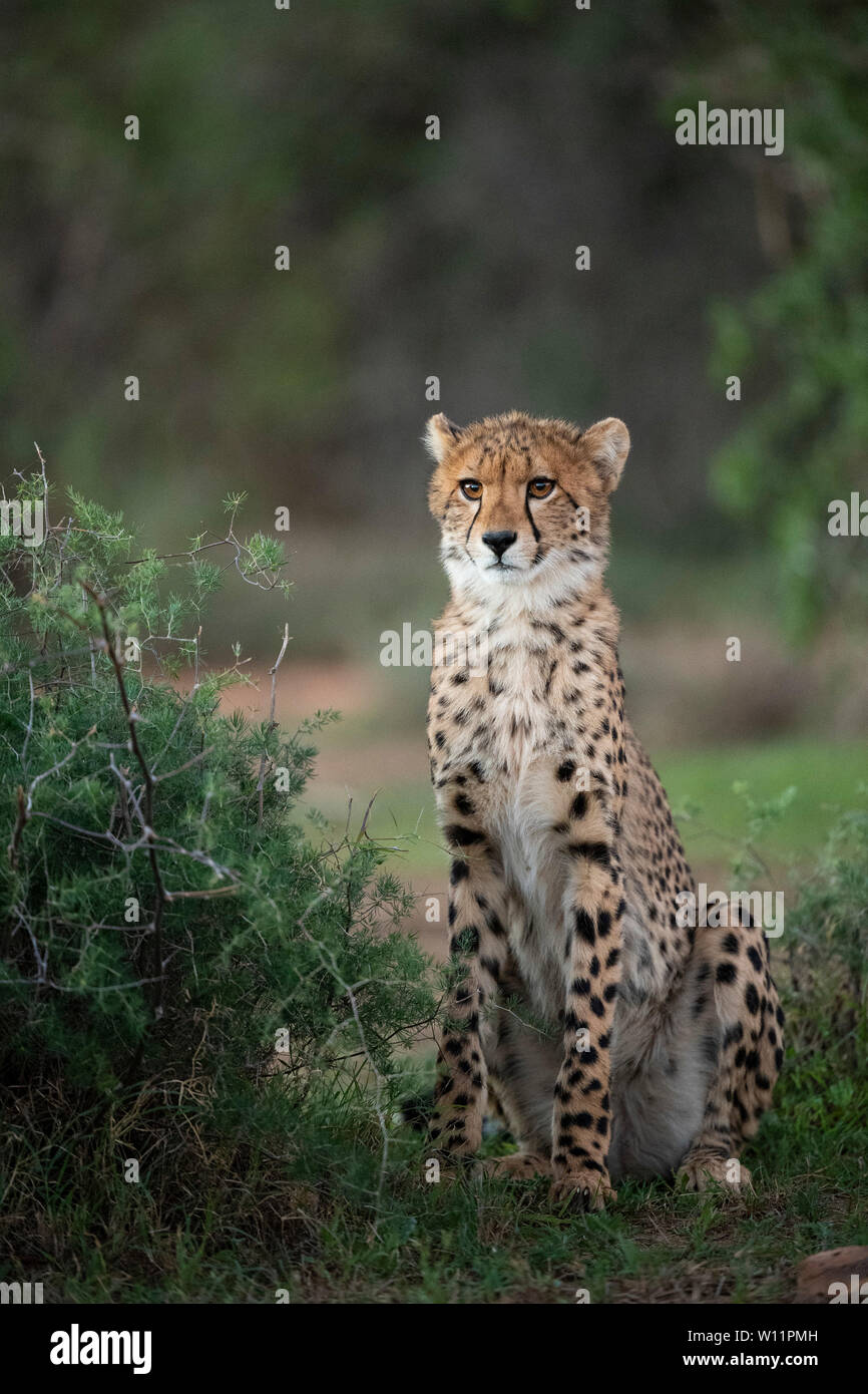 Le guépard, Acinonyx jubatus, Samara Game Reserve, Afrique du Sud Banque D'Images