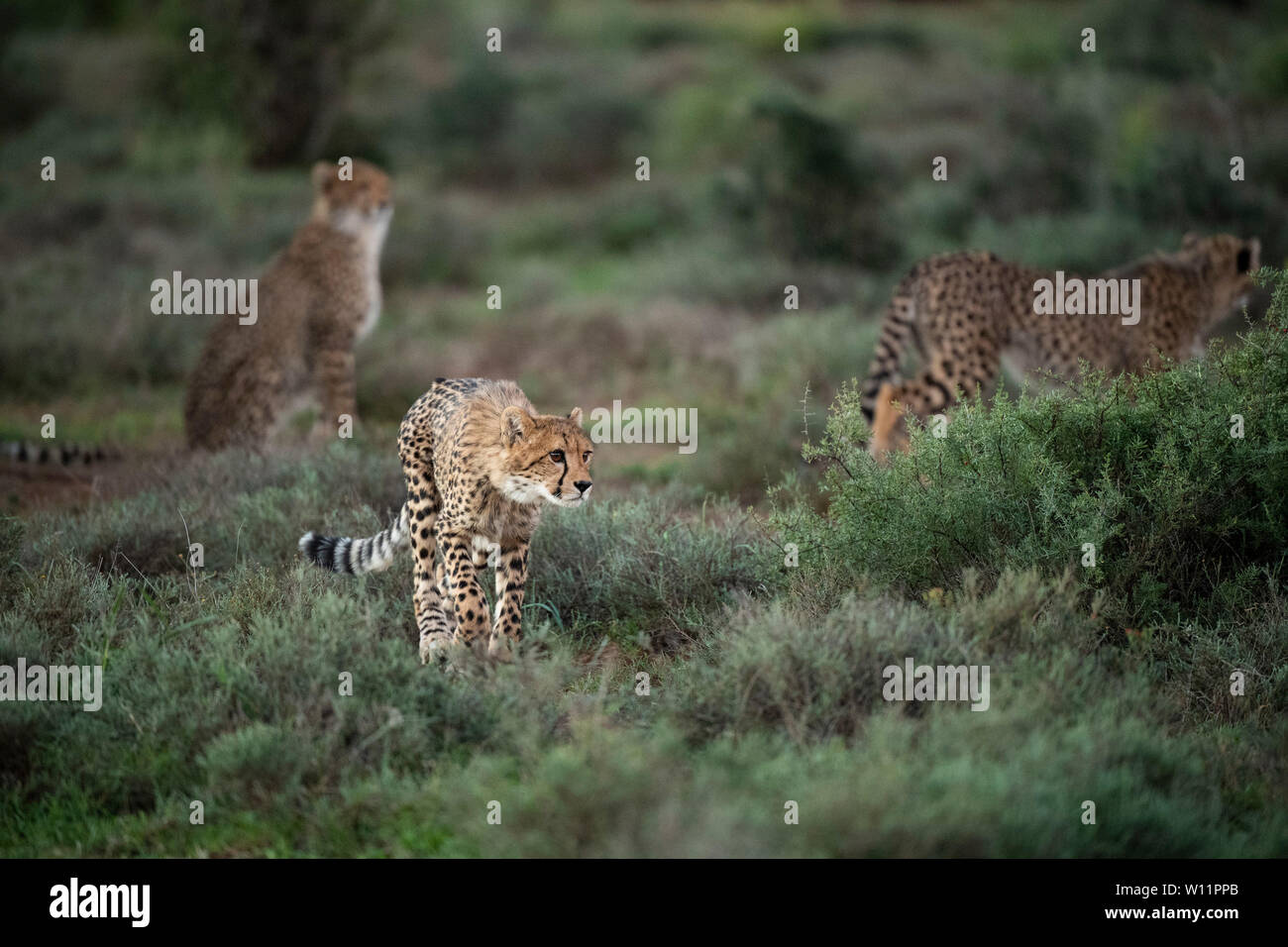 Le guépard, Acinonyx jubatus, Samara Game Reserve, Afrique du Sud Banque D'Images