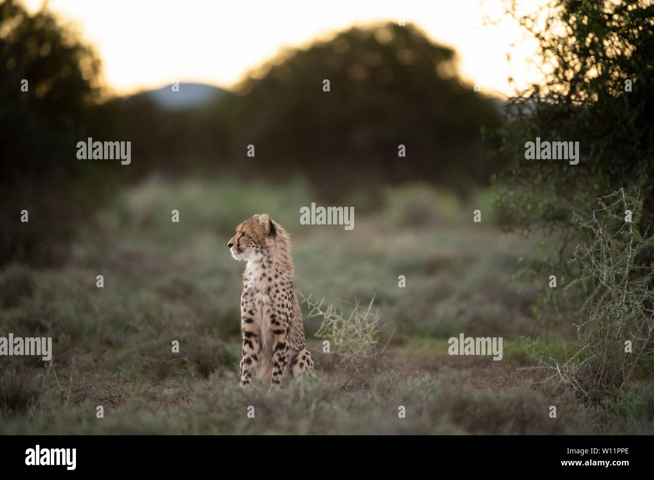 Le guépard, Acinonyx jubatus, Samara Game Reserve, Afrique du Sud Banque D'Images