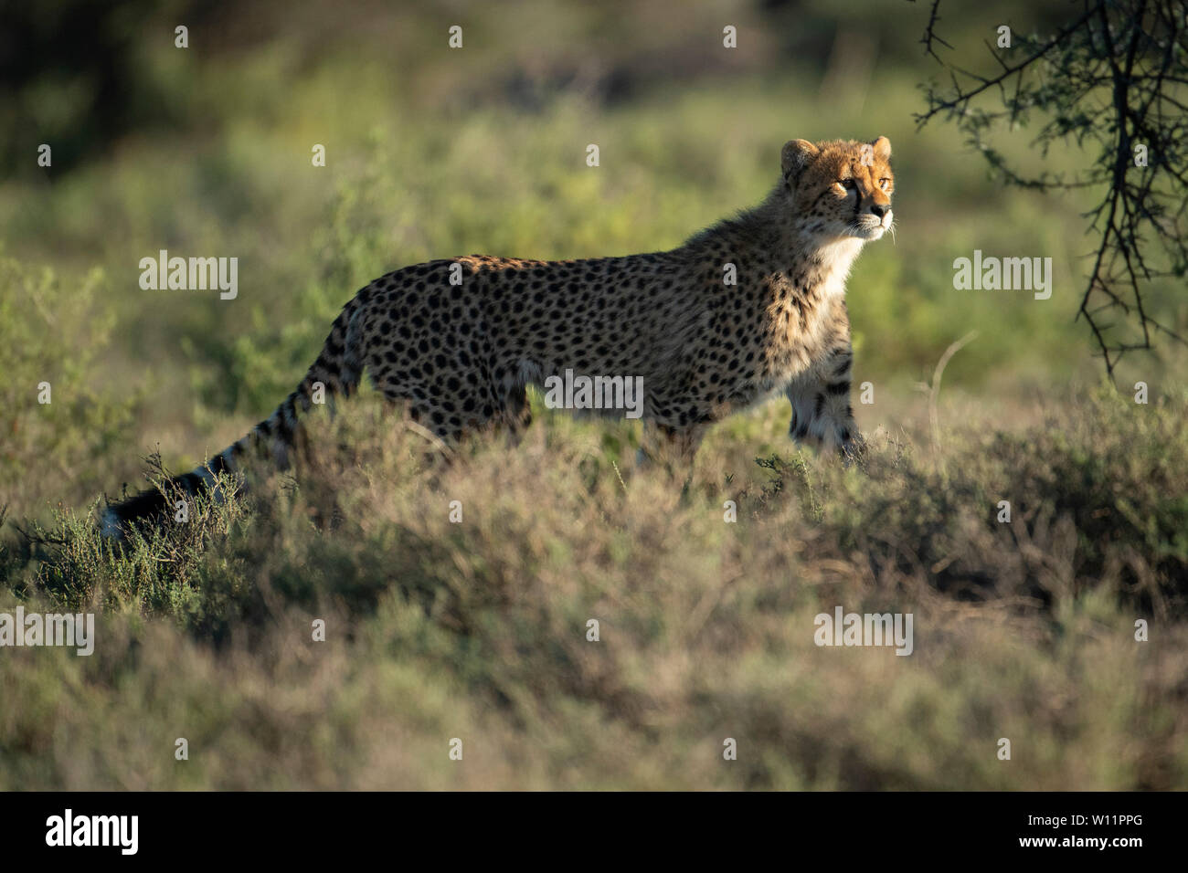 Le guépard, Acinonyx jubatus, Samara Game Reserve, Afrique du Sud Banque D'Images