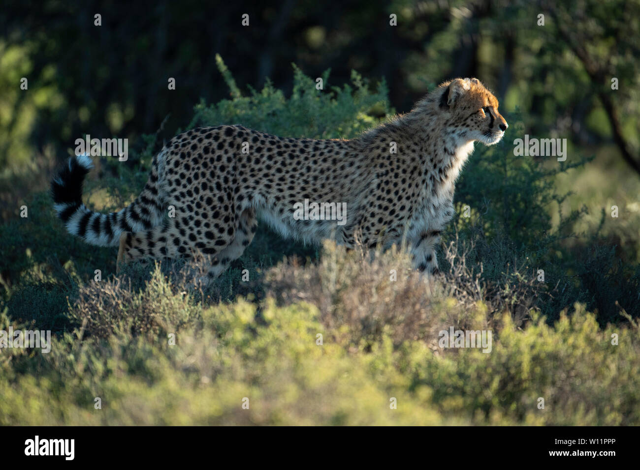 Le guépard, Acinonyx jubatus, Samara Game Reserve, Afrique du Sud Banque D'Images
