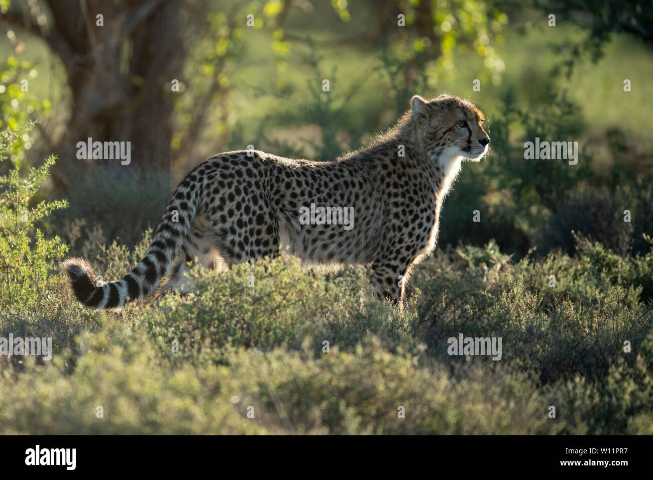Le guépard, Acinonyx jubatus, Samara Game Reserve, Afrique du Sud Banque D'Images