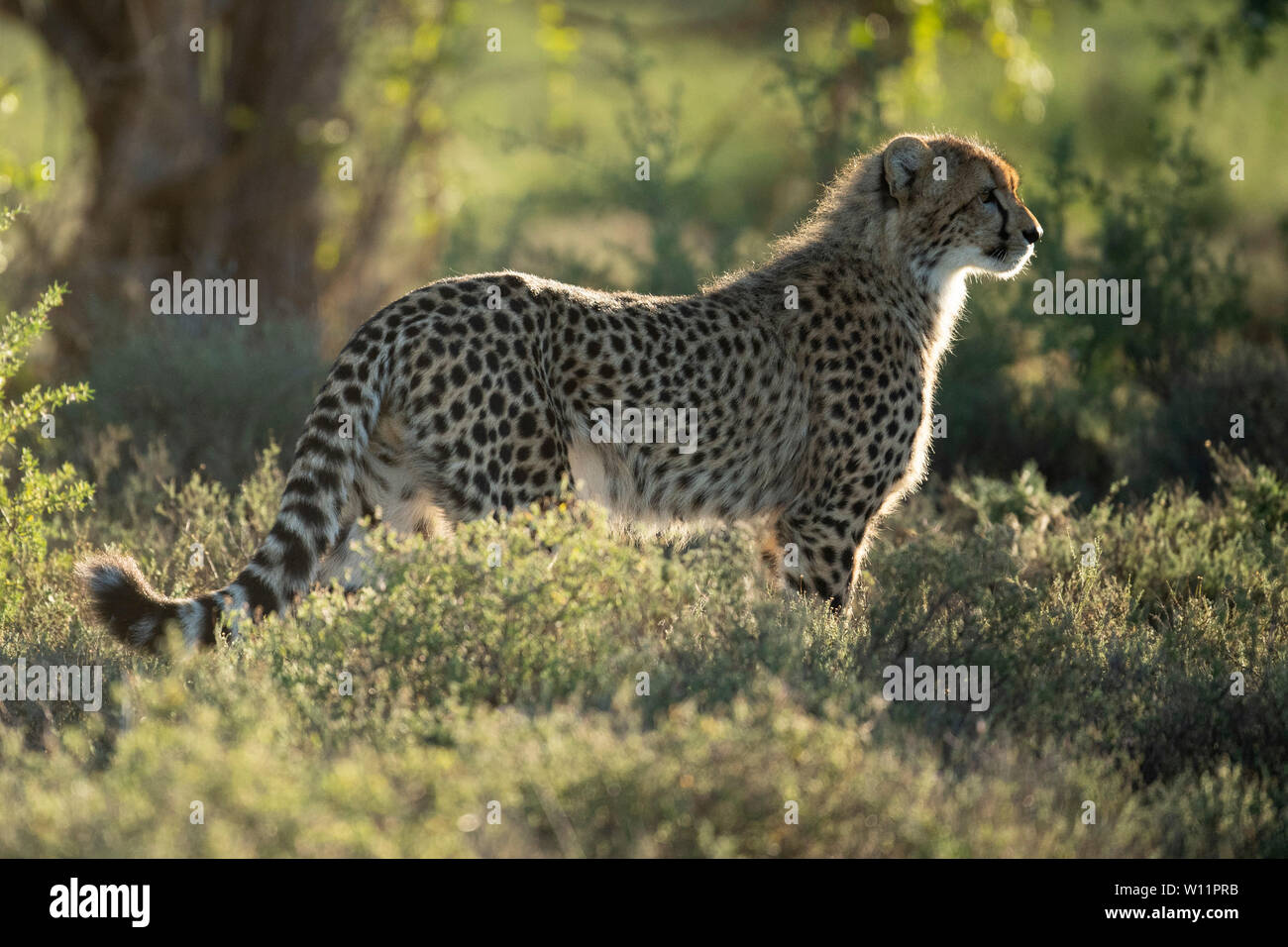 Le guépard, Acinonyx jubatus, Samara Game Reserve, Afrique du Sud Banque D'Images