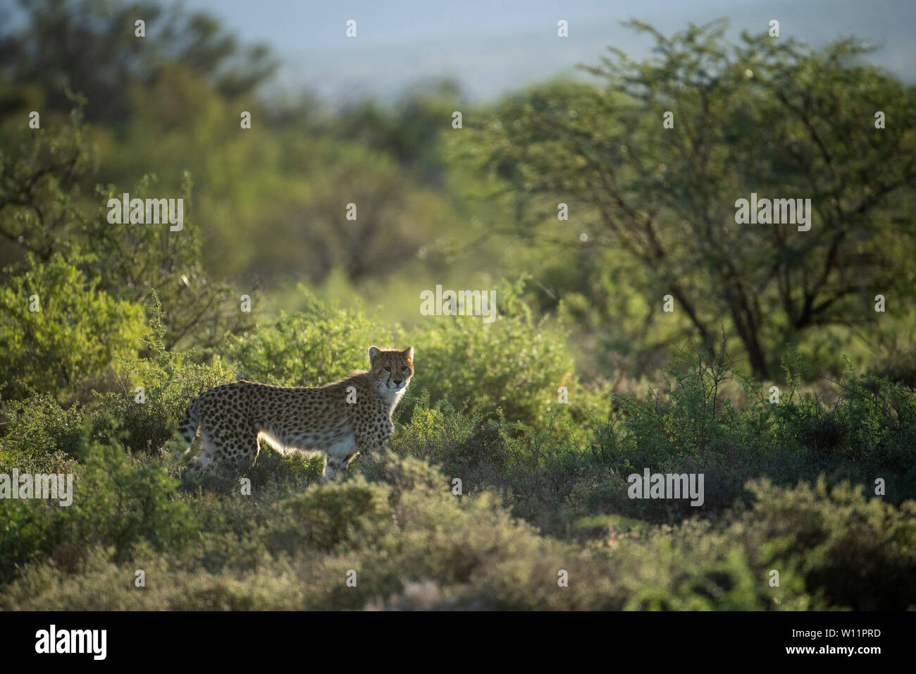 Le guépard, Acinonyx jubatus, Samara Game Reserve, Afrique du Sud Banque D'Images