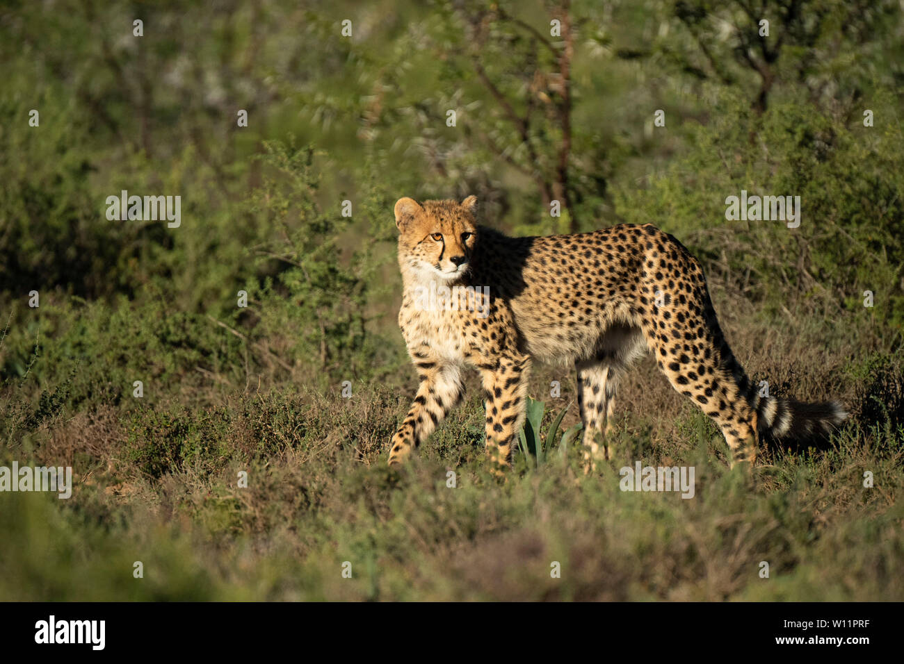Le guépard, Acinonyx jubatus, Samara Game Reserve, Afrique du Sud Banque D'Images
