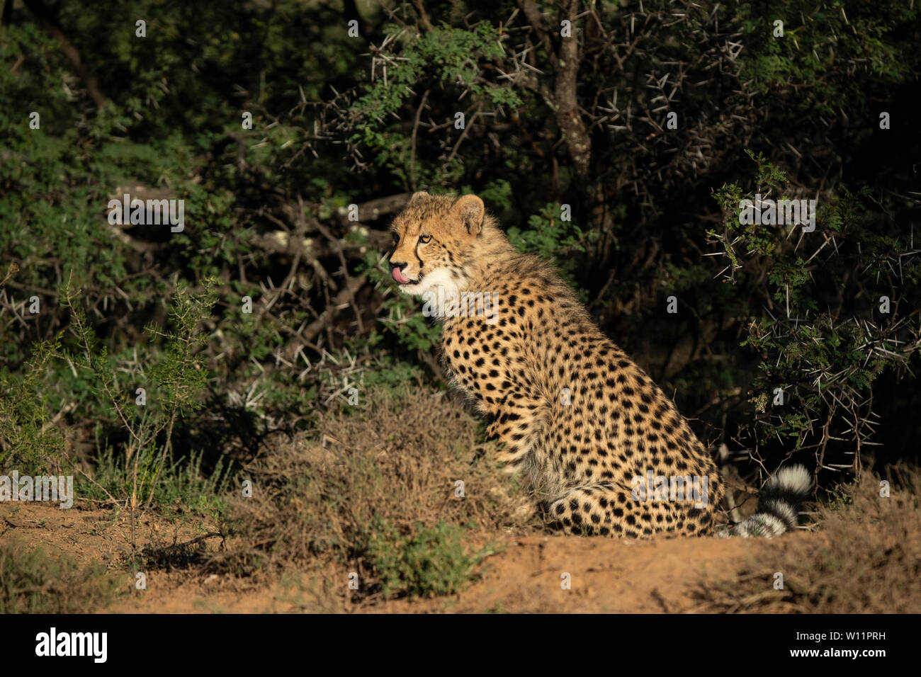 Le guépard, Acinonyx jubatus, Samara Game Reserve, Afrique du Sud Banque D'Images