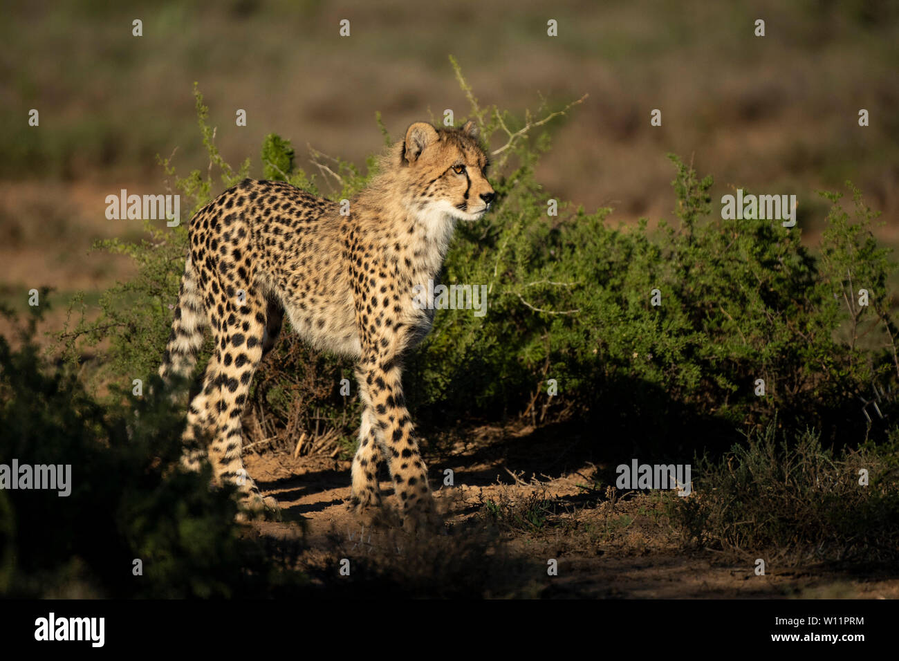 Le guépard, Acinonyx jubatus, Samara Game Reserve, Afrique du Sud Banque D'Images