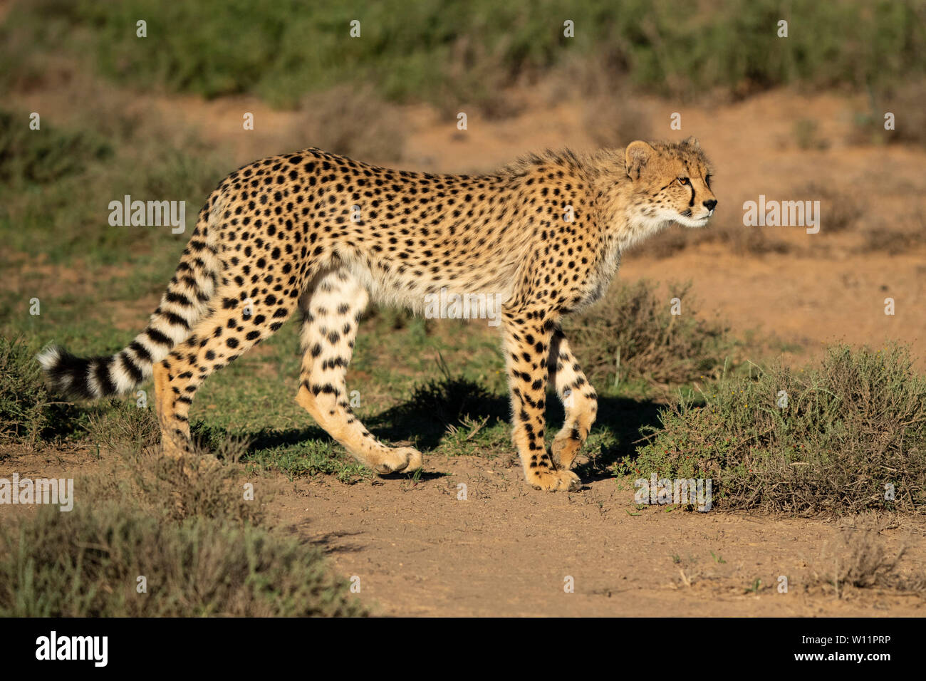 Le guépard, Acinonyx jubatus, Samara Game Reserve, Afrique du Sud Banque D'Images