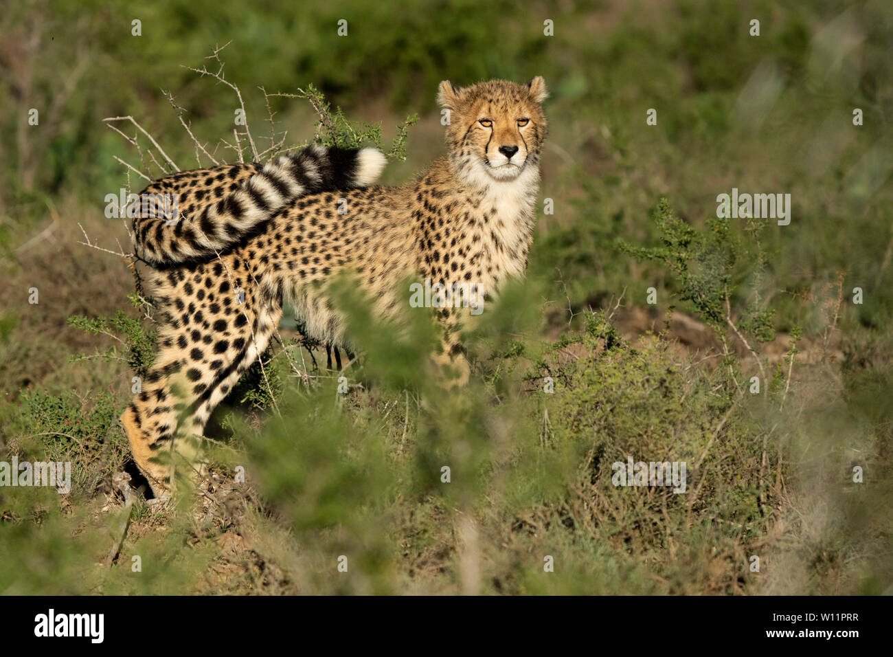 Le guépard, Acinonyx jubatus, Samara Game Reserve, Afrique du Sud Banque D'Images