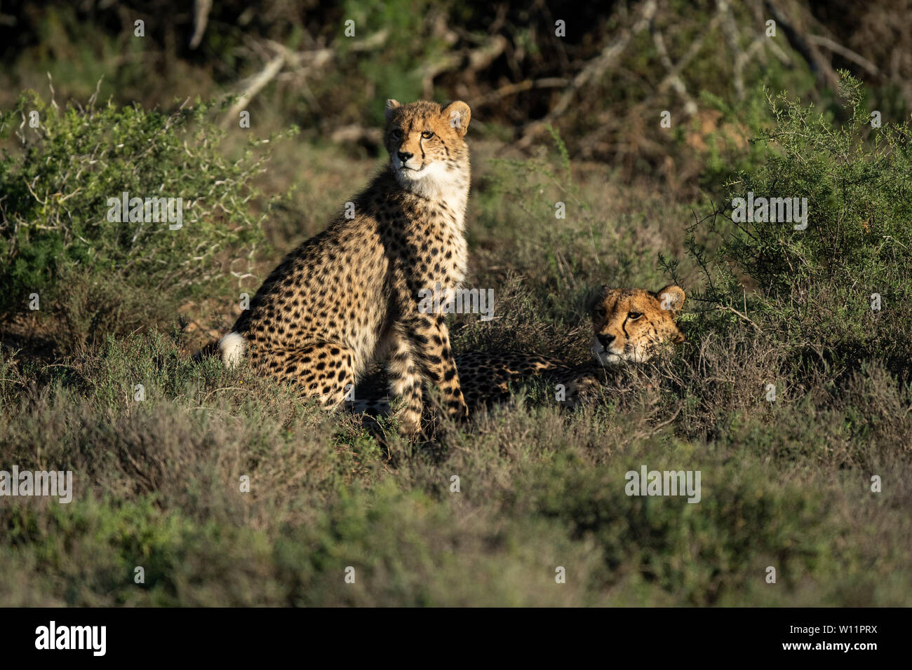 Le guépard, Acinonyx jubatus, Samara Game Reserve, Afrique du Sud Banque D'Images