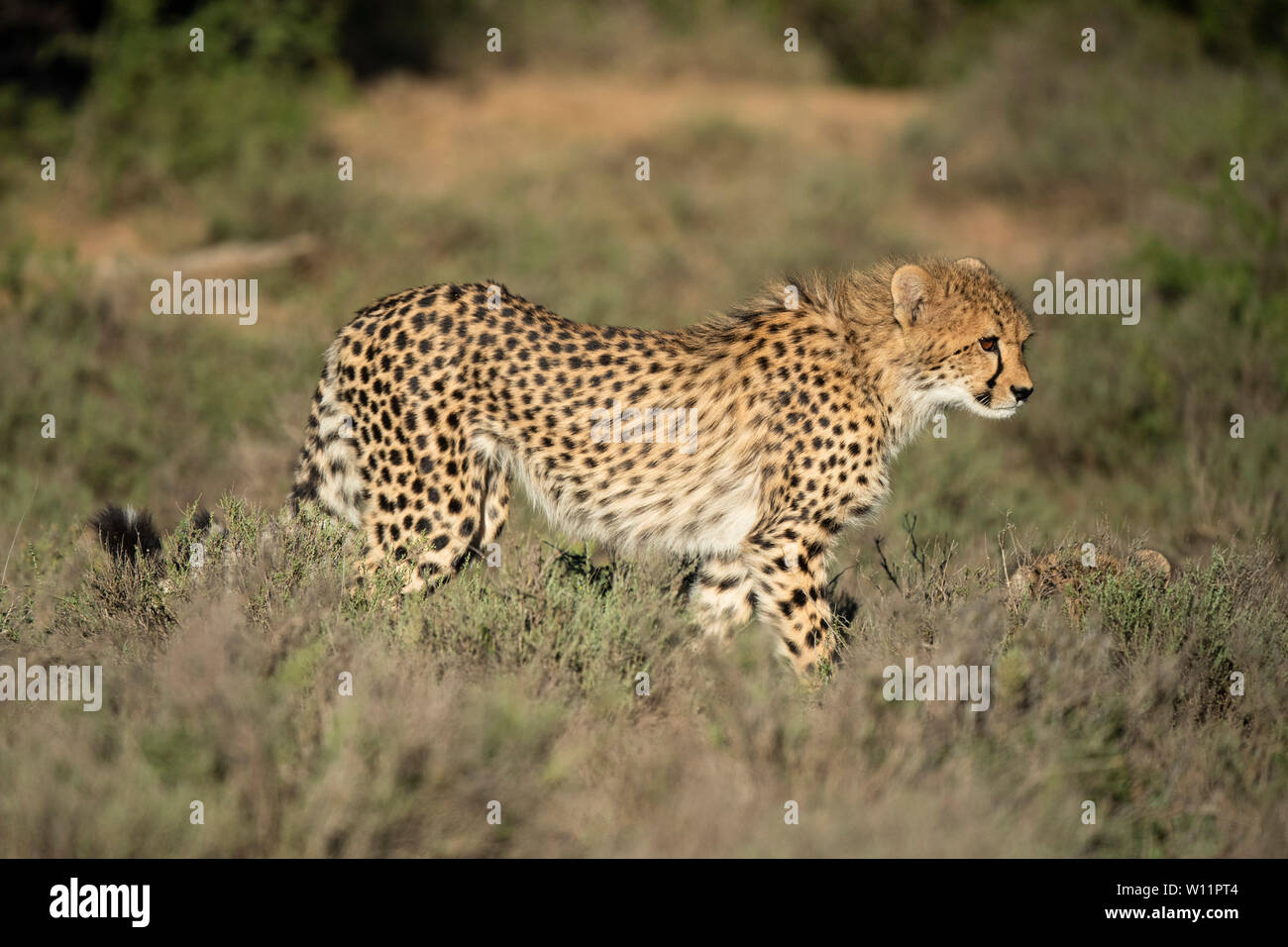 Le guépard, Acinonyx jubatus, Samara Game Reserve, Afrique du Sud Banque D'Images