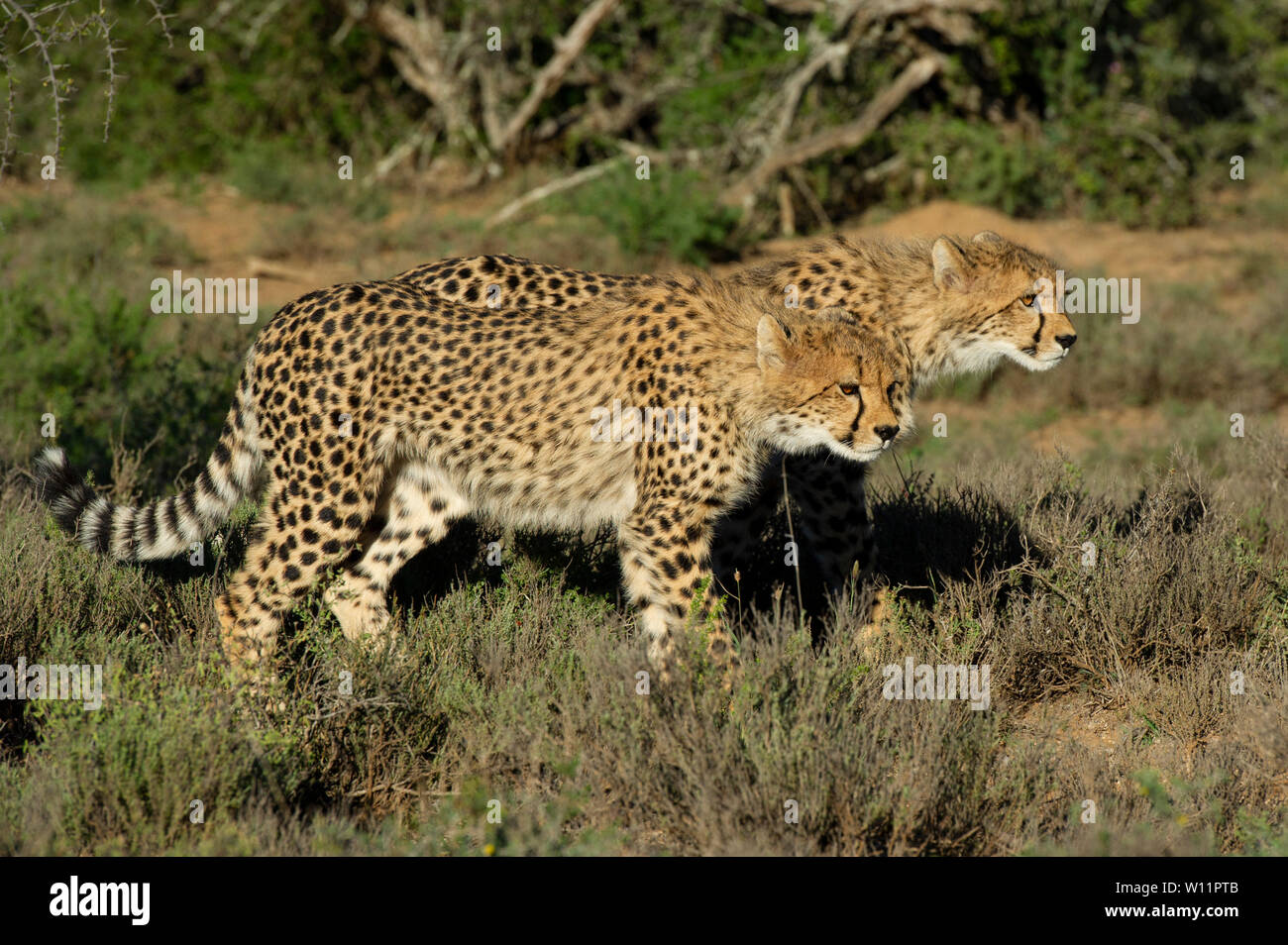 Le guépard, Acinonyx jubatus, Samara Game Reserve, Afrique du Sud Banque D'Images